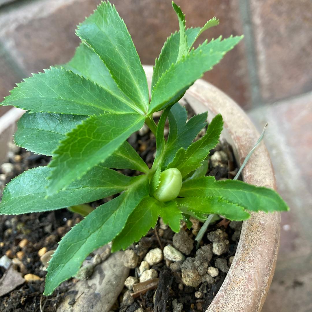 クリスマスローズ　極小輪豆咲き　白緑