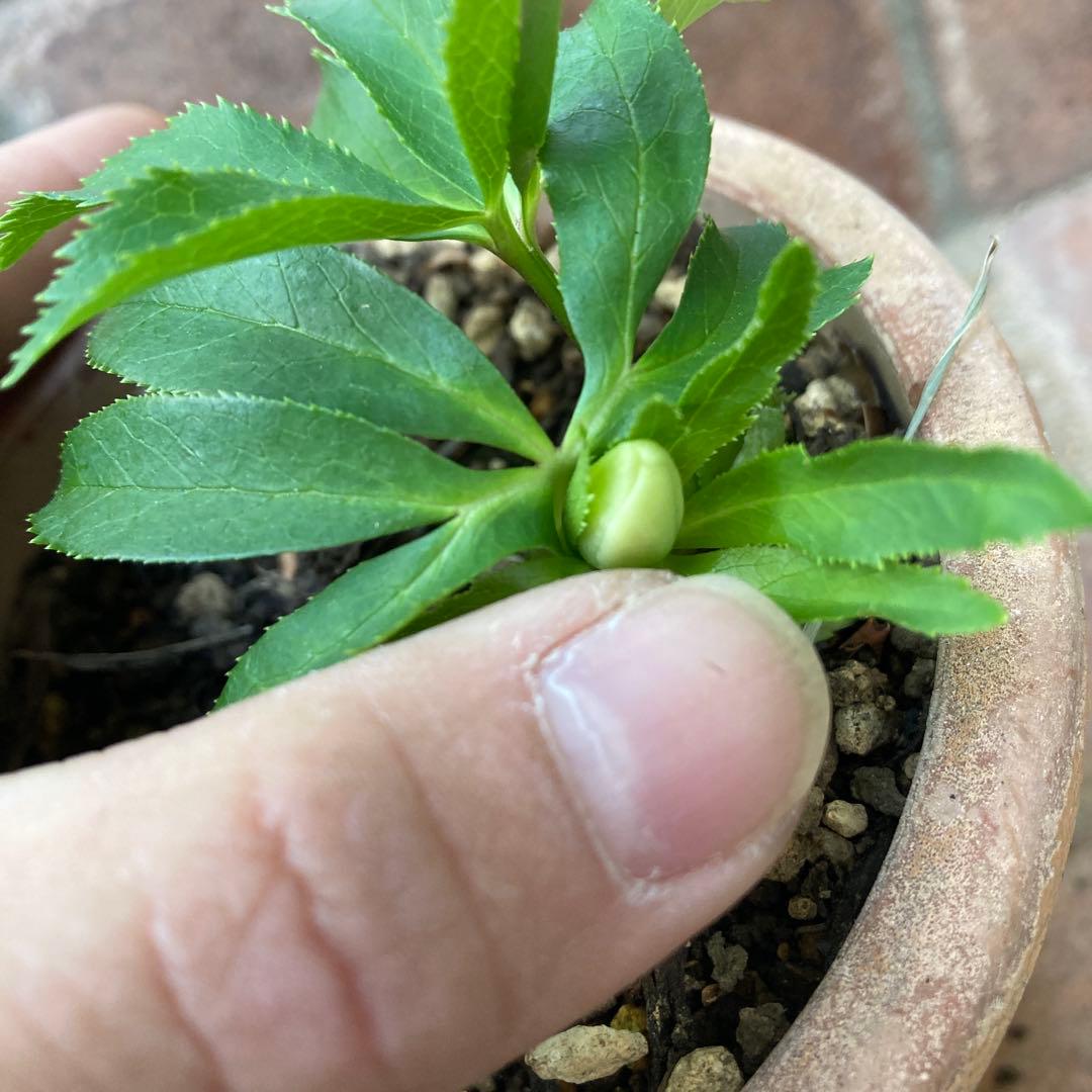 クリスマスローズ　極小輪豆咲き　白緑