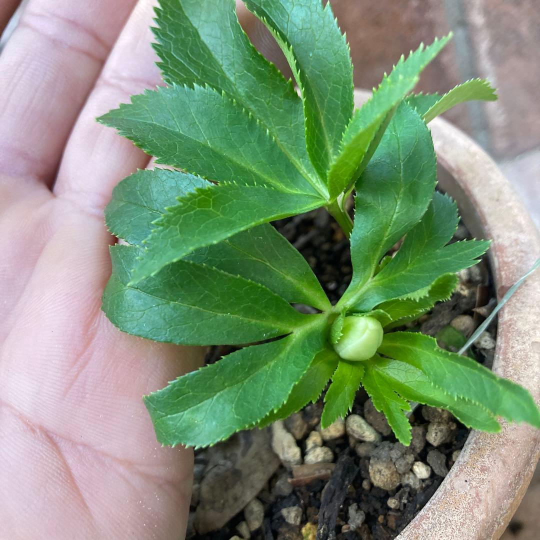 クリスマスローズ　極小輪豆咲き　白緑