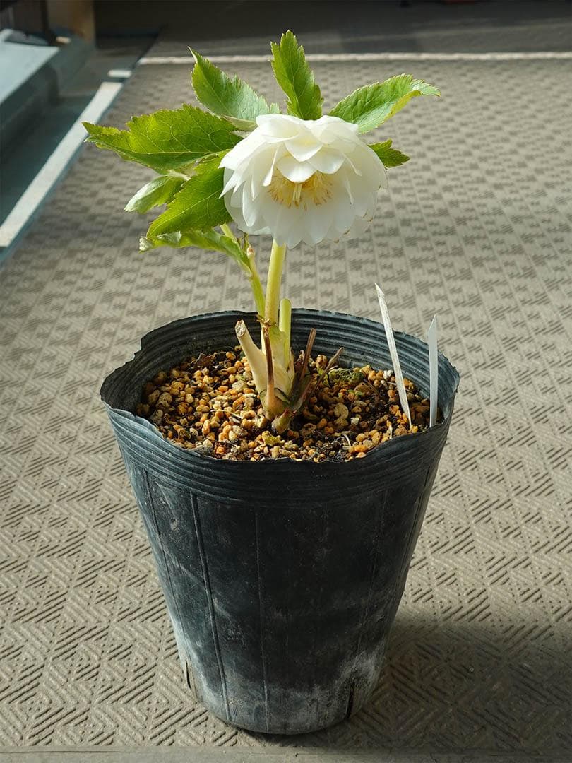 クリスマスローズ dd ホワイトゴールド グロッシーカラー 純白花