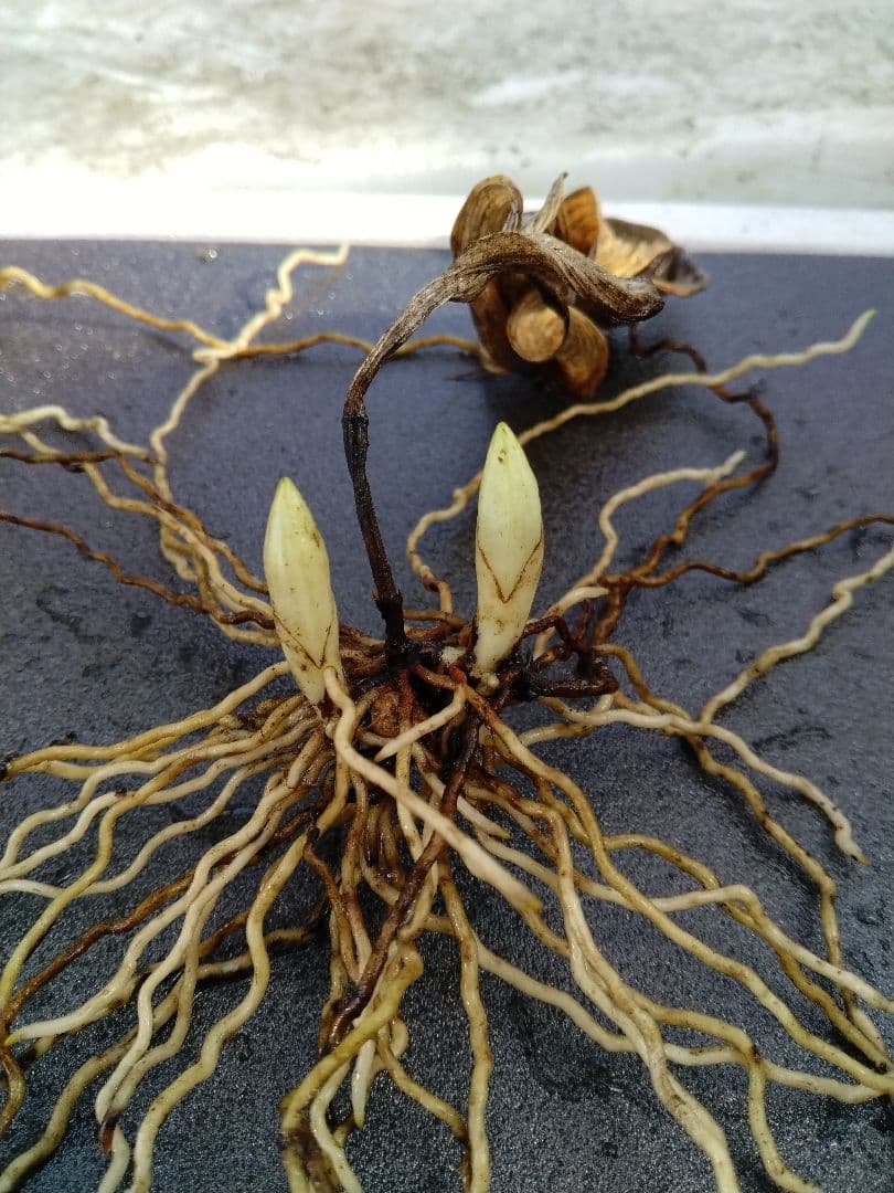 平*京様 山野草・アツモリソウ・礼文アツモリソウ