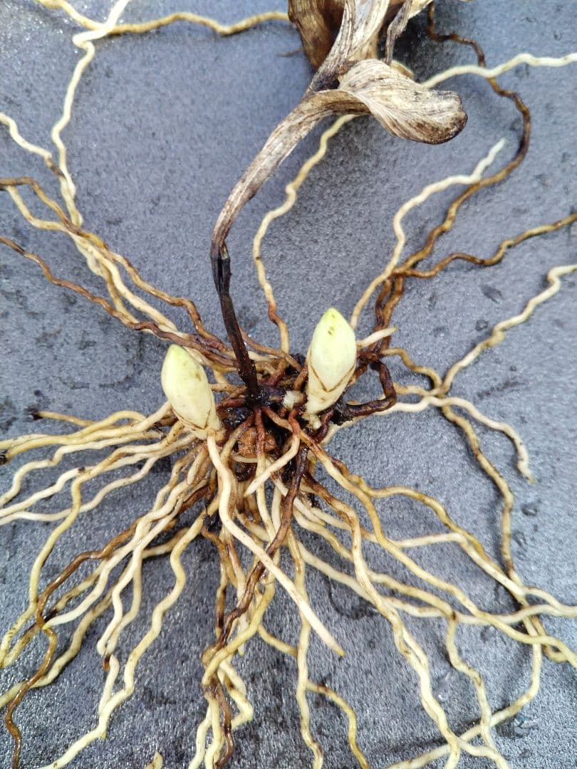 平*京様 山野草・アツモリソウ・礼文アツモリソウ