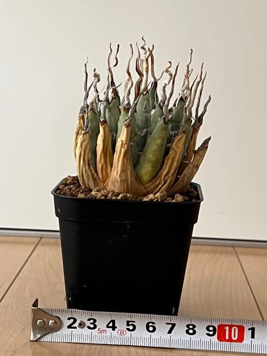 ◾️エボリスピナ陽炎③◾️エグいうねり 陽炎 発根済み