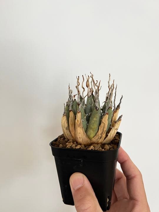 ◾️エボリスピナ陽炎③◾️エグいうねり 陽炎 発根済み