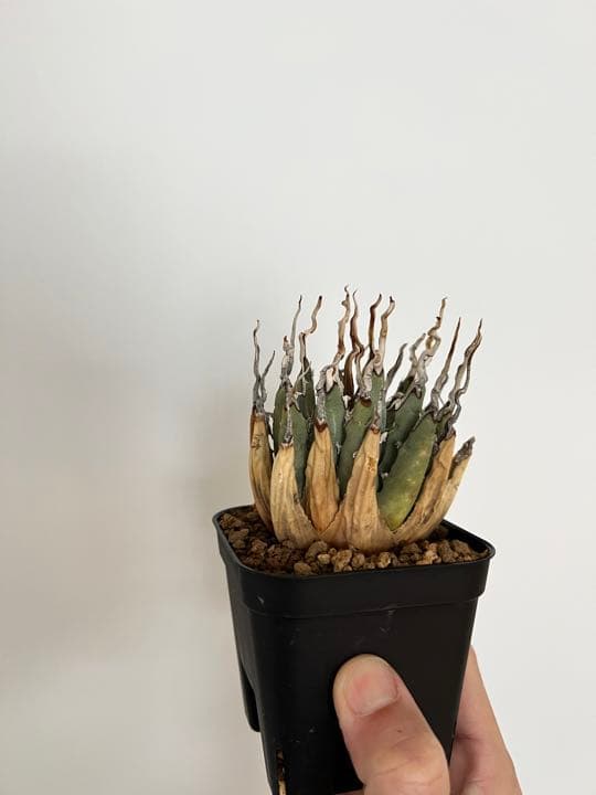 ◾️エボリスピナ陽炎③◾️エグいうねり 陽炎 発根済み