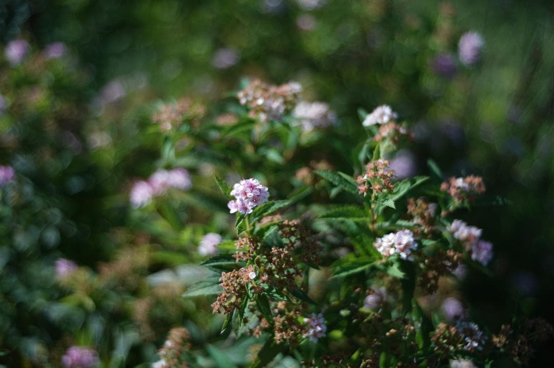 レンズ(単焦点) 046_Schneider Curtagon 35/2.8 (Exacta)