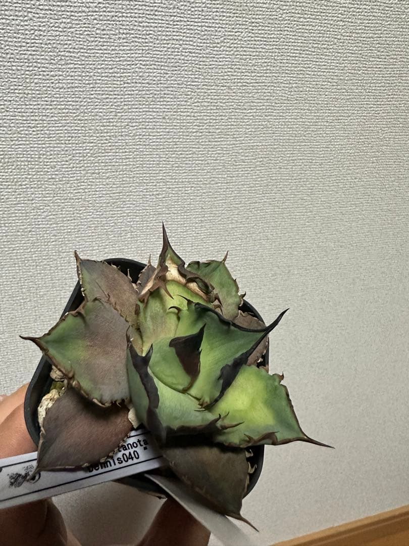 Dennis040 痛み有りの為特価