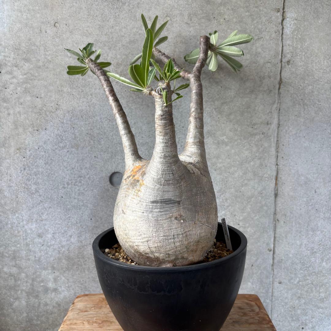 Masaさん専用グラキリス＋センナメリディオナリス