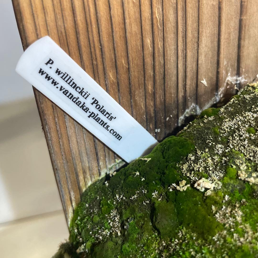 ビカクシダ P.willinckii Polaris ポラリス　子株　#6