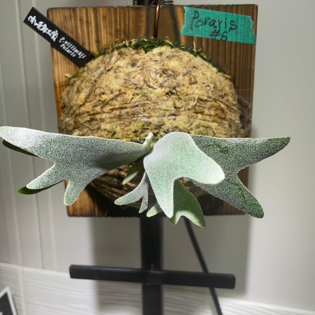 ビカクシダ P.willinckii Polaris ポラリス　子株　#6