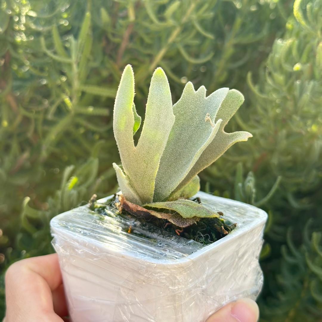 ビカクシダ P.Willinckii Tiara spore 04