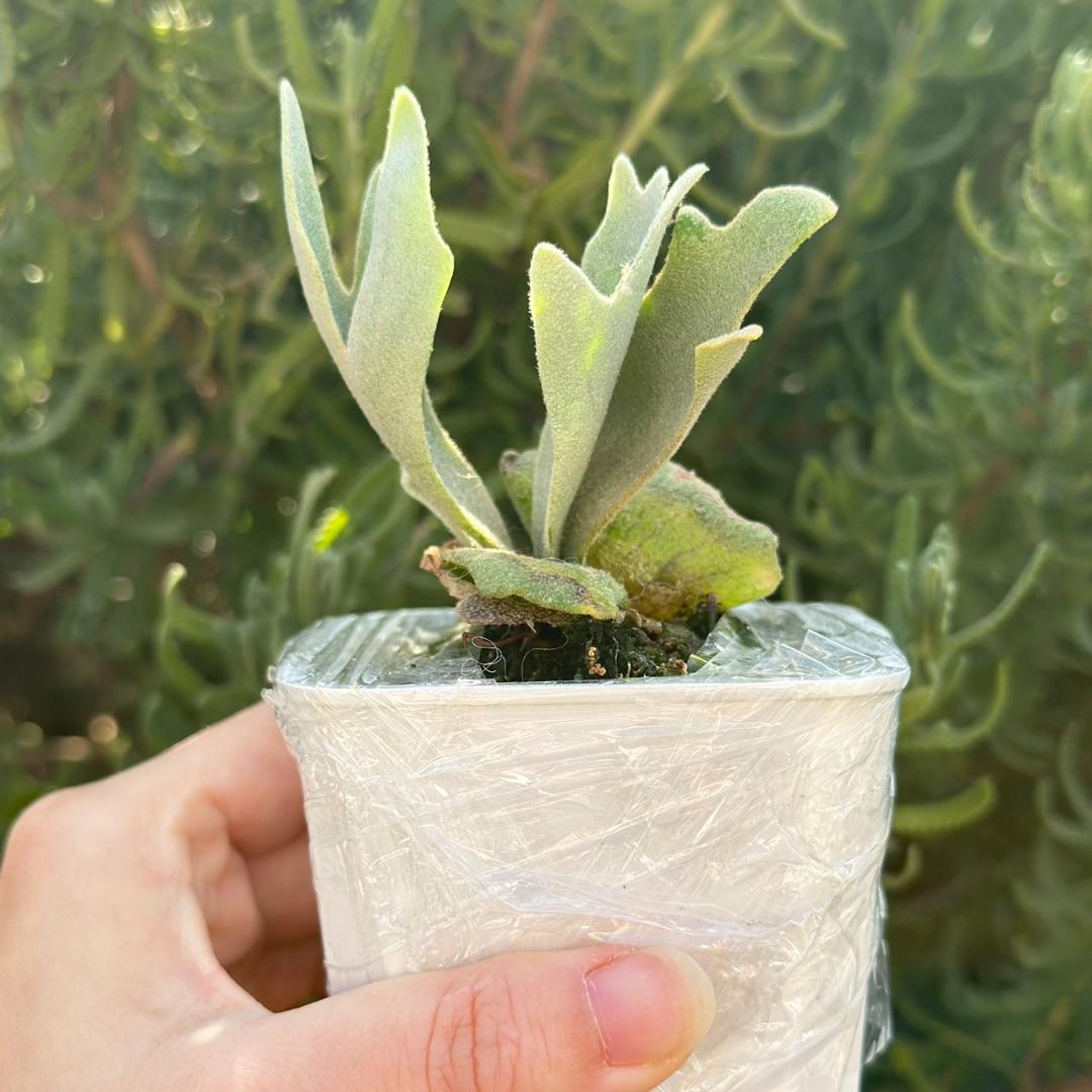 ビカクシダ P.Willinckii Tiara spore 04