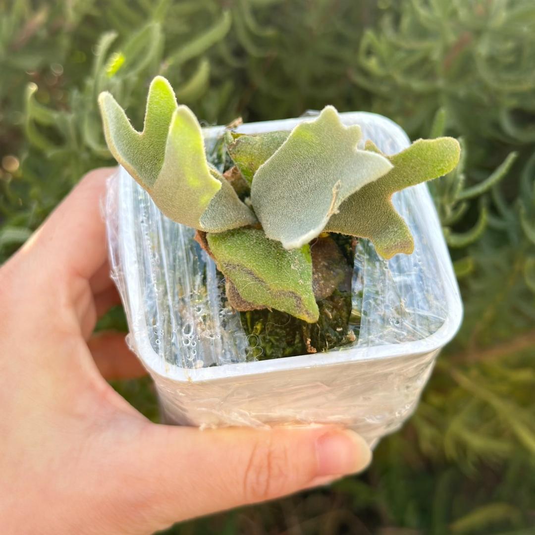 ビカクシダ P.Willinckii Tiara spore 04