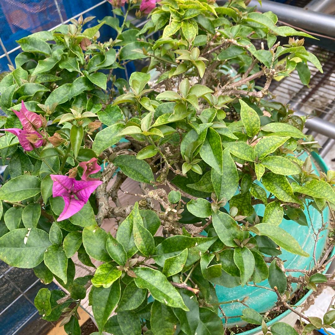 ブーゲンビリア 八角形鉢植え