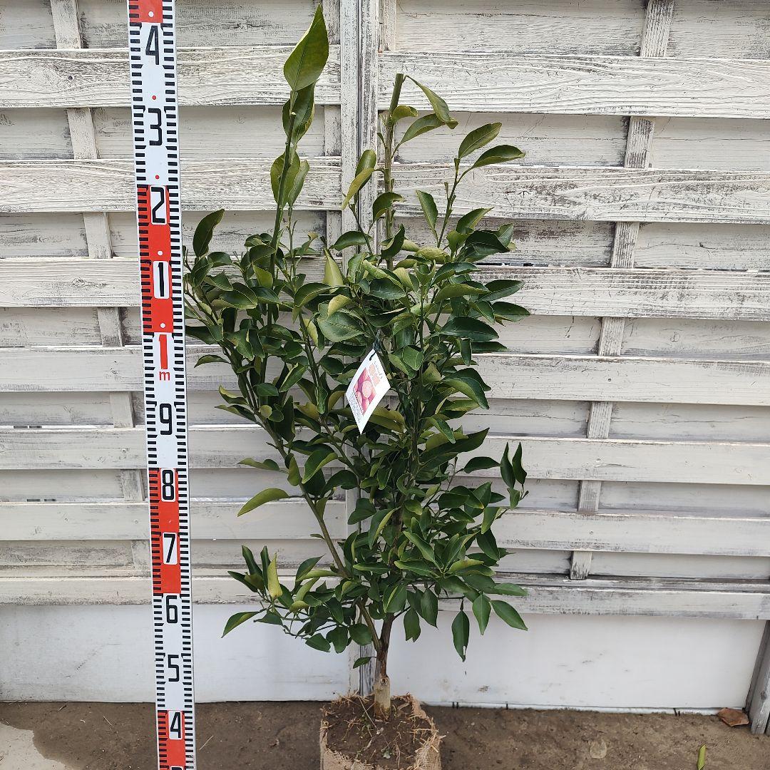 希少品種 春峰 しゅんぽう 3年生 苗木