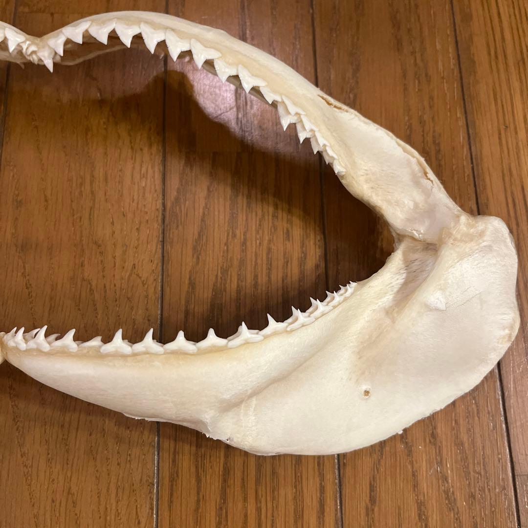 ヨゴレ　サメ標本