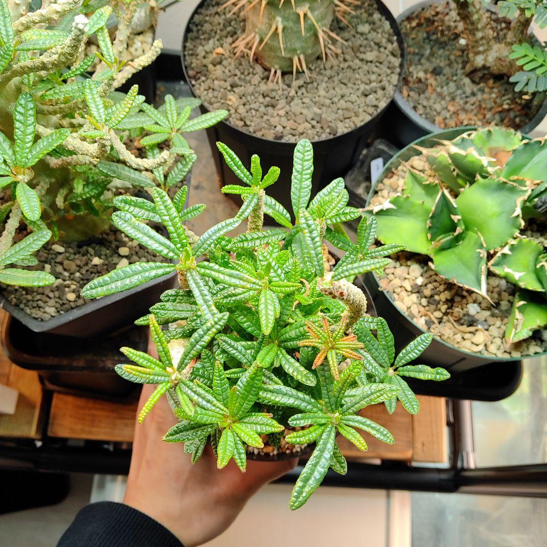 【1/23更新】ドルステニア　ギガス　ブラータ　鉢ごと発送　活着済み