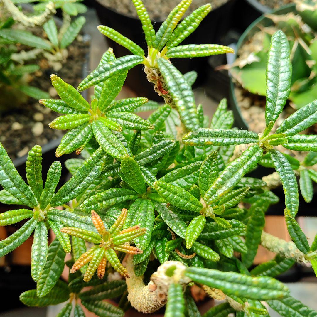 【1/23更新】ドルステニア　ギガス　ブラータ　鉢ごと発送　活着済み