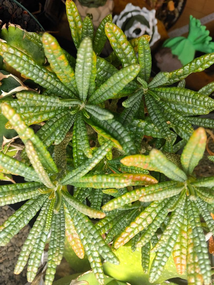 【1/23更新】ドルステニア　ギガス　ブラータ　鉢ごと発送　活着済み