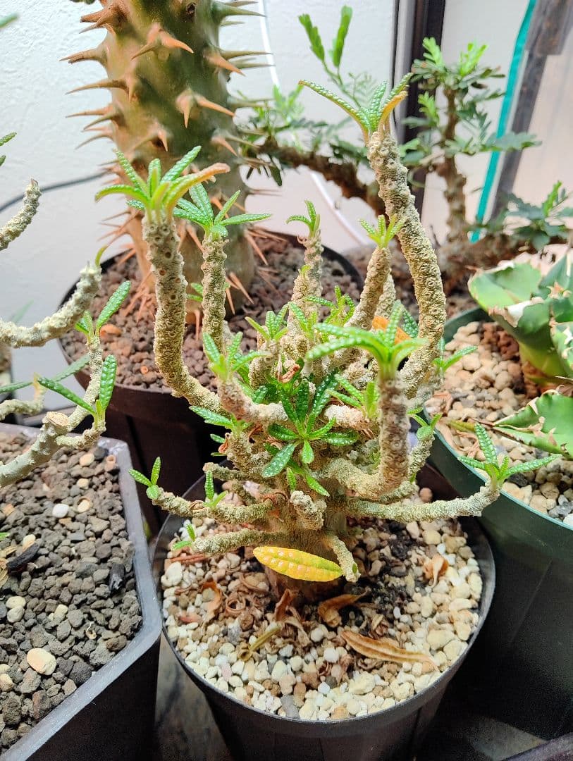 【1/23更新】ドルステニア　ギガス　ブラータ　鉢ごと発送　活着済み