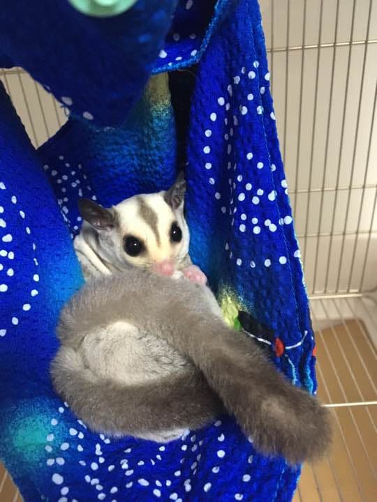 モモンガハウス(蟹チェック柄) 夏仕様  涼しい夏生地を使用❗️1450円