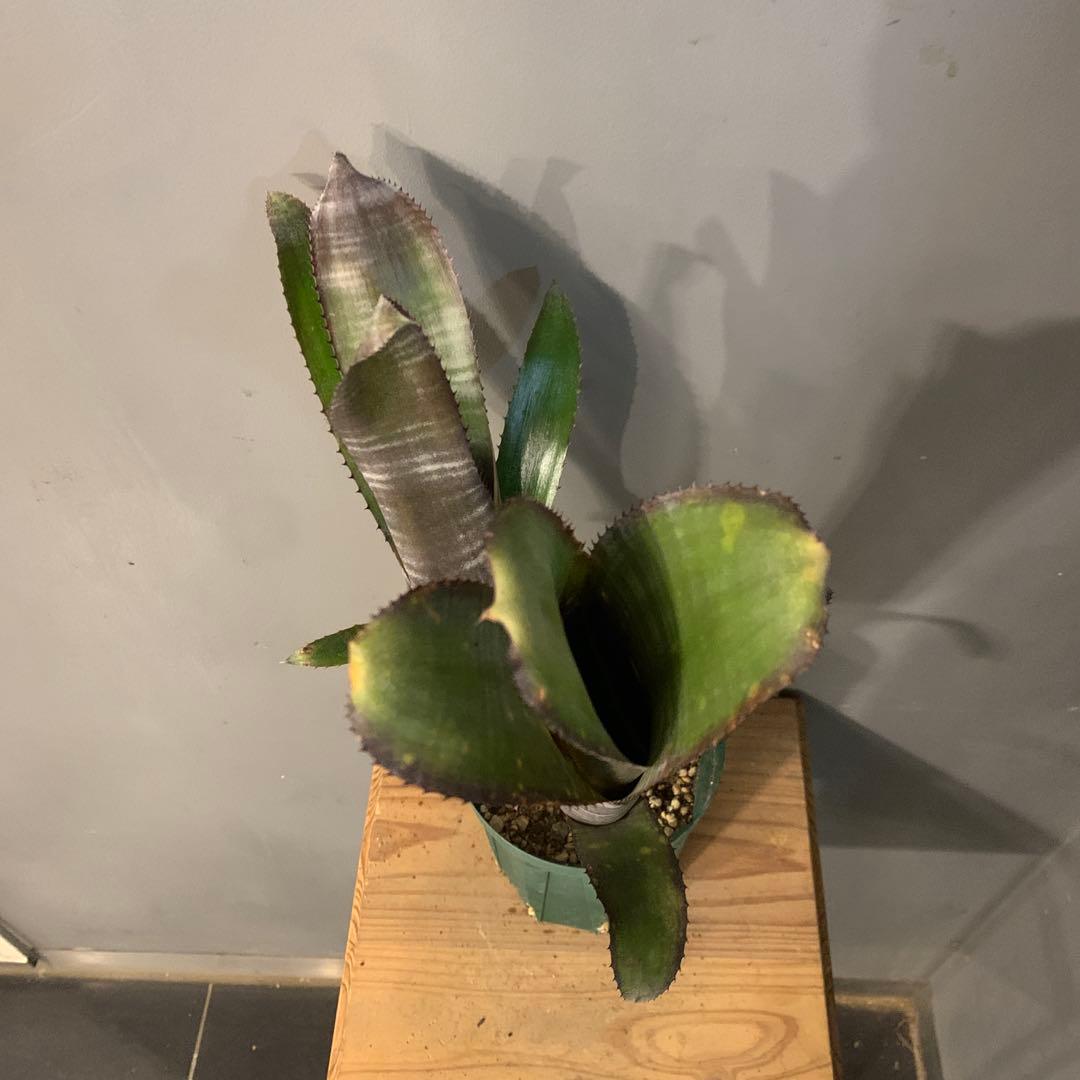 ビルベルギア ドミンゴスマルティンス×ジョージア 子株付き