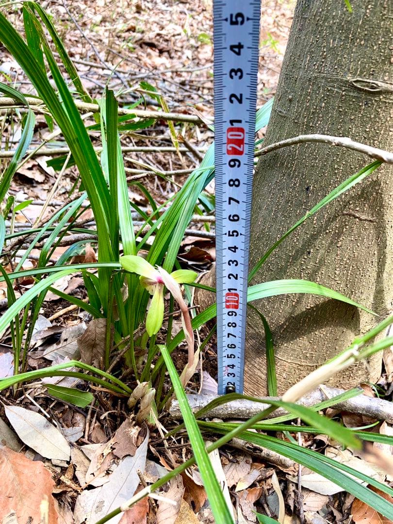 【春蘭＊開花株＊お花ひとつが開花中＊蕾はふたつ】天然/野生/里山自生/山野草