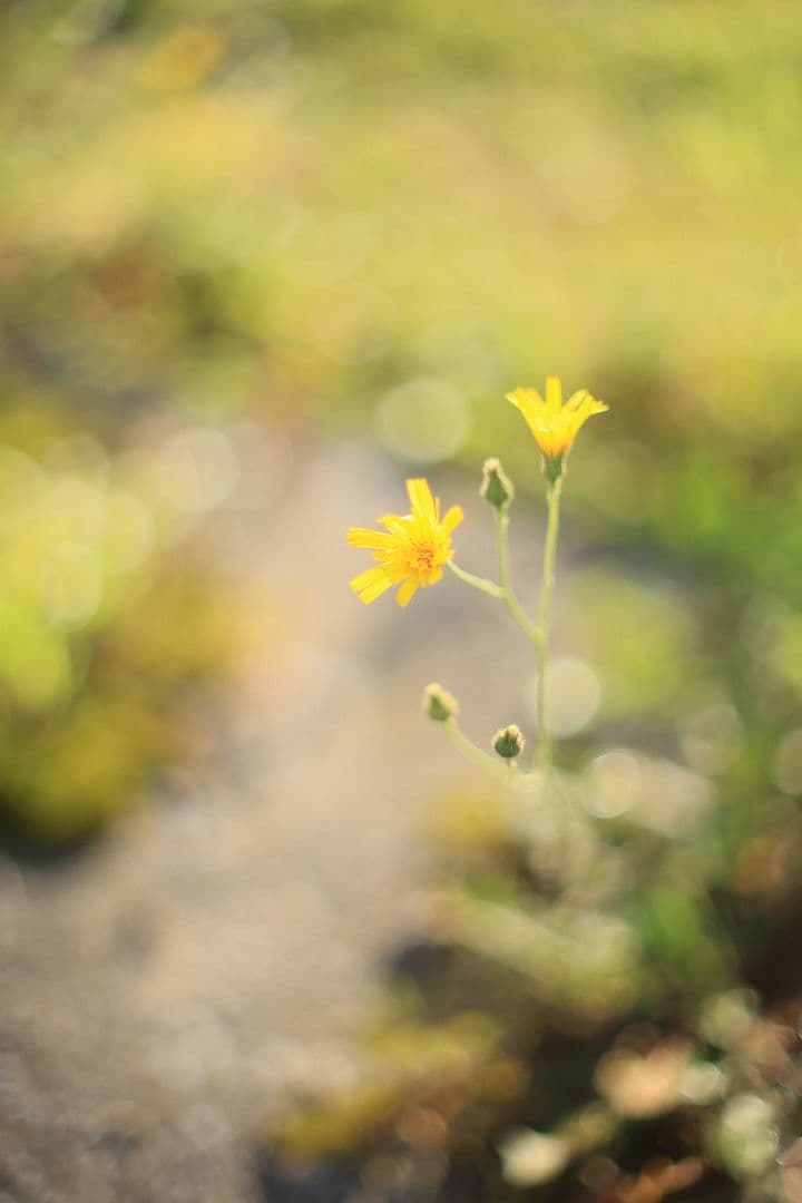 《希少》YASHICA AUTO YASHINON DS-M 50mm F1.4