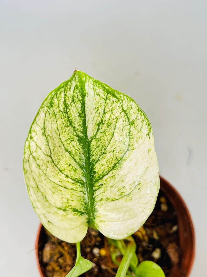 モンステラ　ミント　サイアム 斑入り　Deliciosa Mint Siam ②