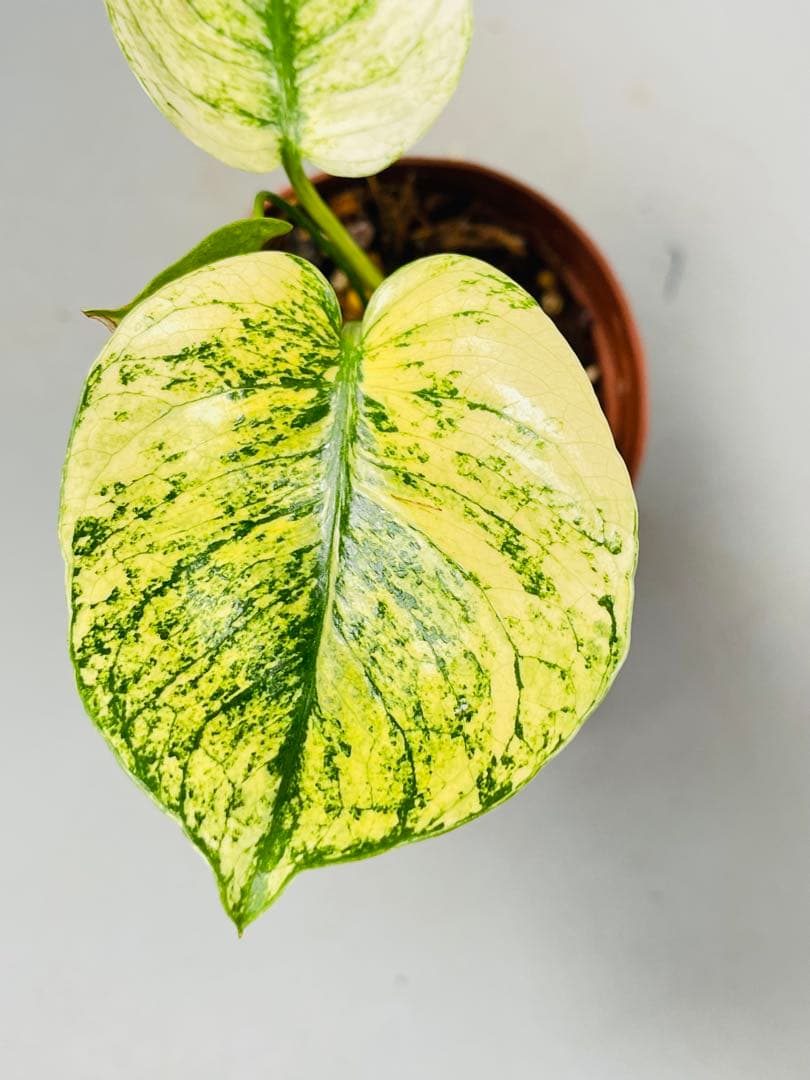 モンステラ　ミント　サイアム 斑入り　Deliciosa Mint Siam ②