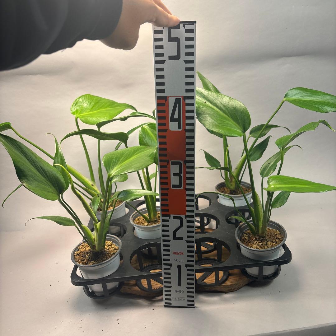 S*a様 5株セットL038 モンステラ バールマルクスフレーム