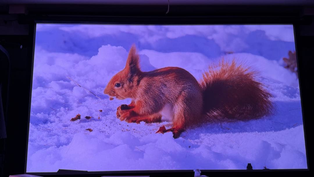 poji nega専用 REGZA RLC-V7R MAX プロジェクター本体