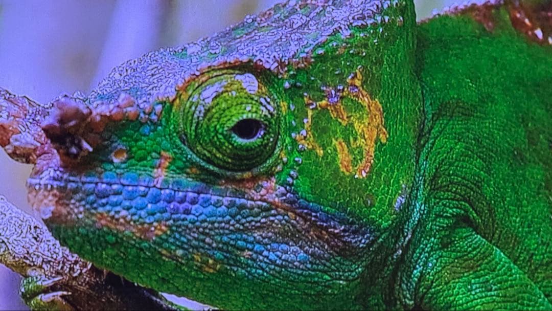 poji nega専用 REGZA RLC-V7R MAX プロジェクター本体