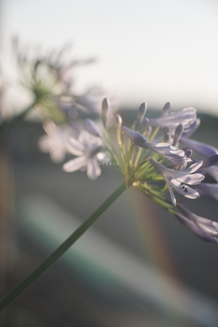 ダルマエルマー！Leica Fat Elmar 90mm F4 オールドレンズ