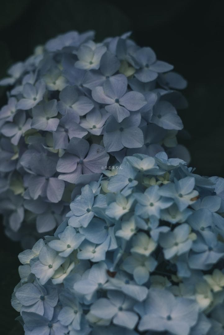 ダルマエルマー！Leica Fat Elmar 90mm F4 オールドレンズ