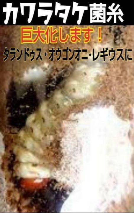 極上！カワラタケ菌糸瓶【7本】特殊アミノ酸強化配合！タランドゥス・オウゴンオニに