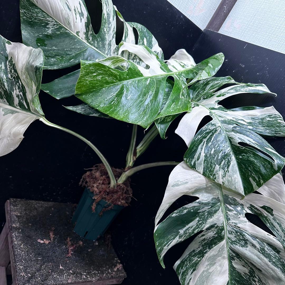 ふ*み様 斑入りモンステラ ホワイトタイガー極美大株55cm白斑多