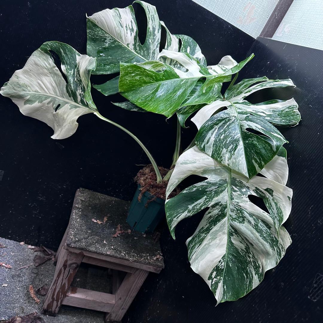 ふ*み様 斑入りモンステラ ホワイトタイガー極美大株55cm白斑多