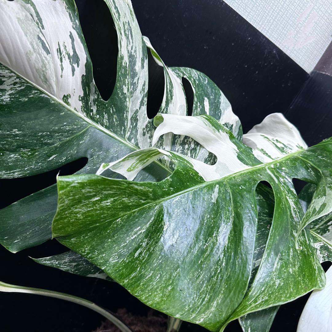 ふ*み様 斑入りモンステラ ホワイトタイガー極美大株55cm白斑多