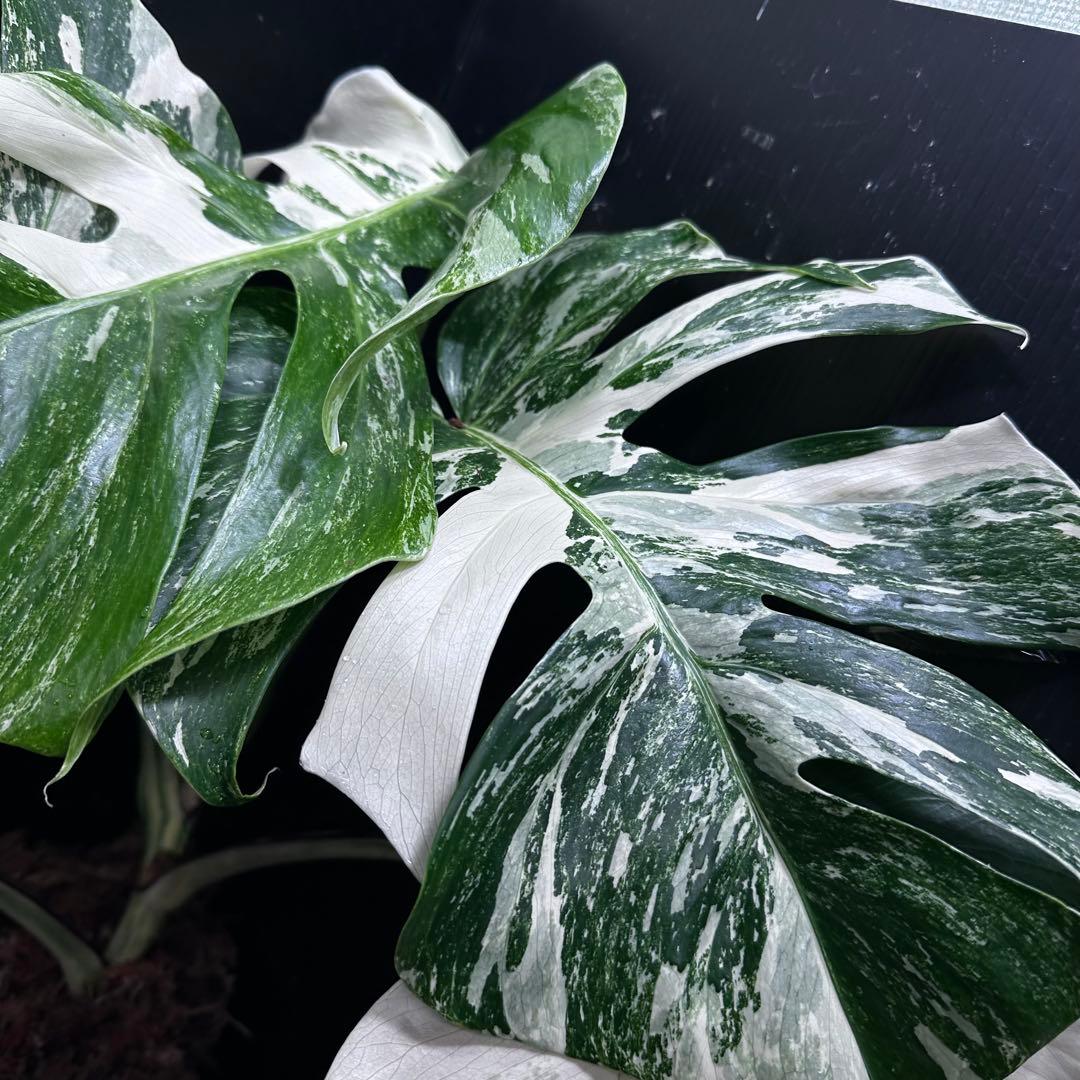 ふ*み様 斑入りモンステラ ホワイトタイガー極美大株55cm白斑多