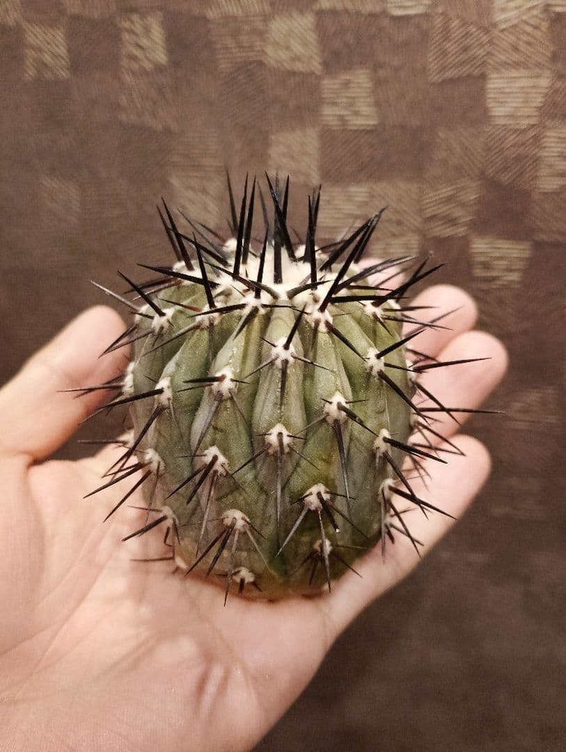 \"大株 美株\" コピアポア 黒王丸