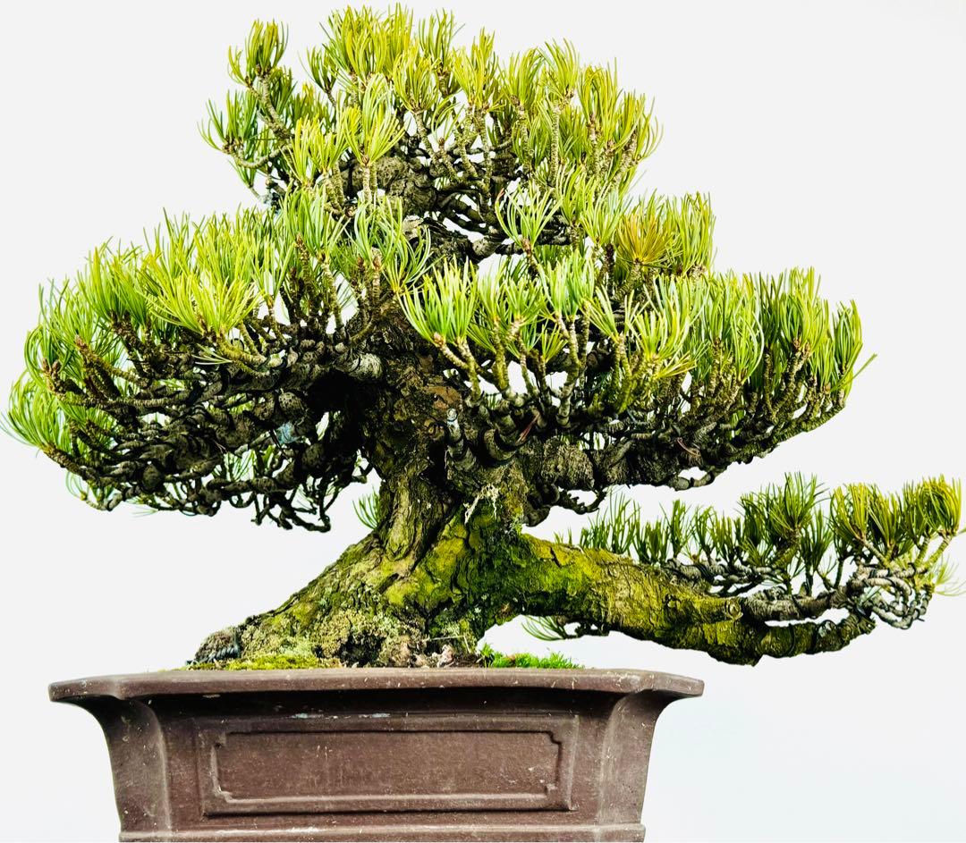 五葉松盆栽【5】