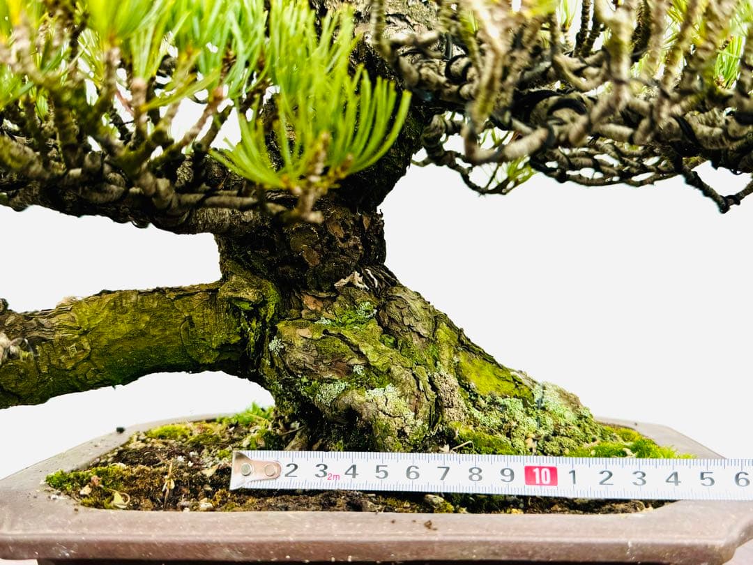 五葉松盆栽【5】
