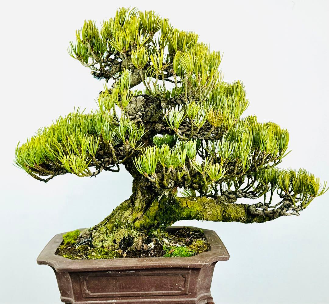 五葉松盆栽【5】