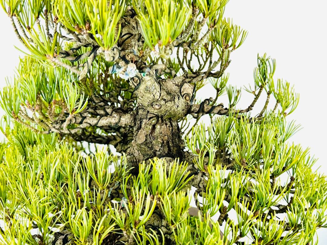 五葉松盆栽【5】