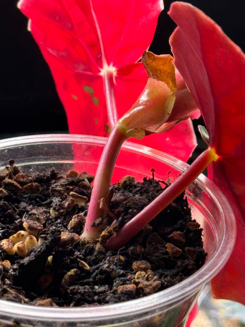 ベゴニア マクラータ 斑入り　発根済み