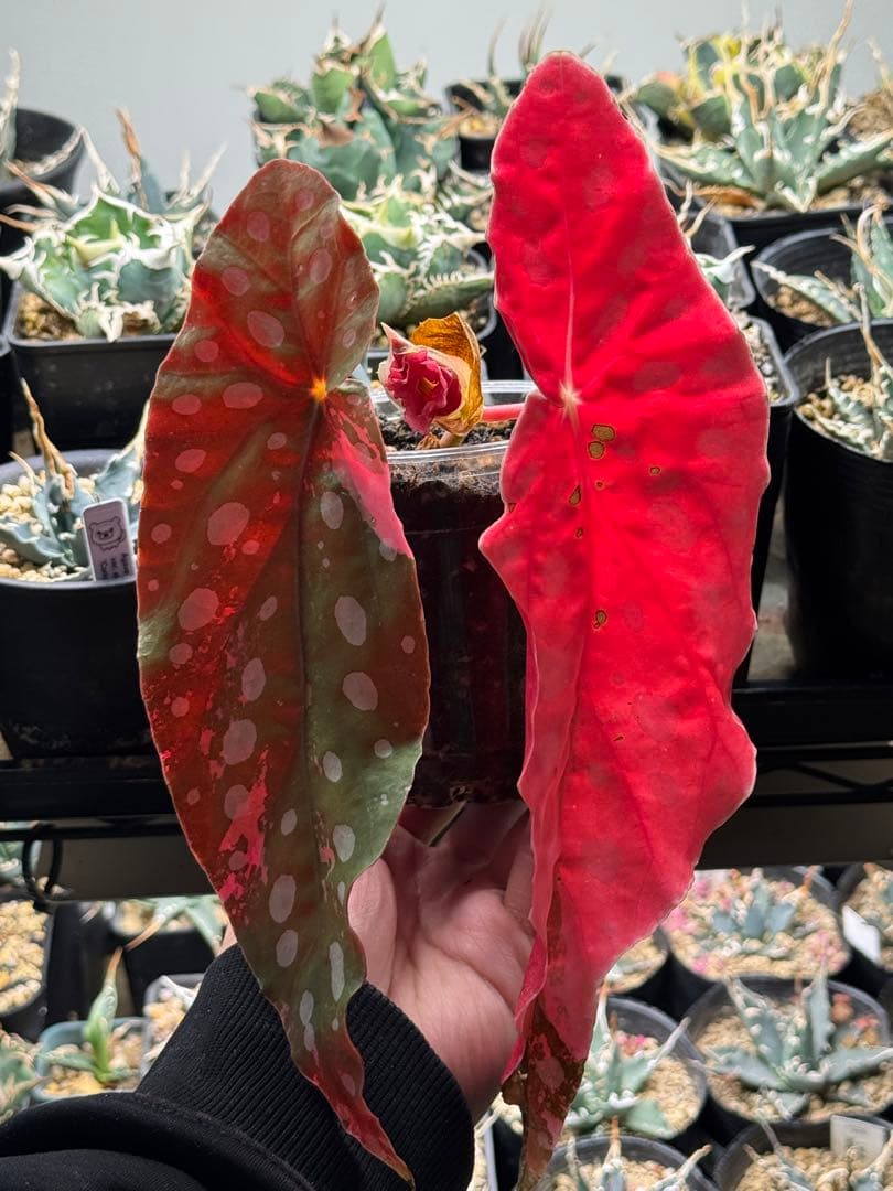 ベゴニア マクラータ 斑入り　発根済み