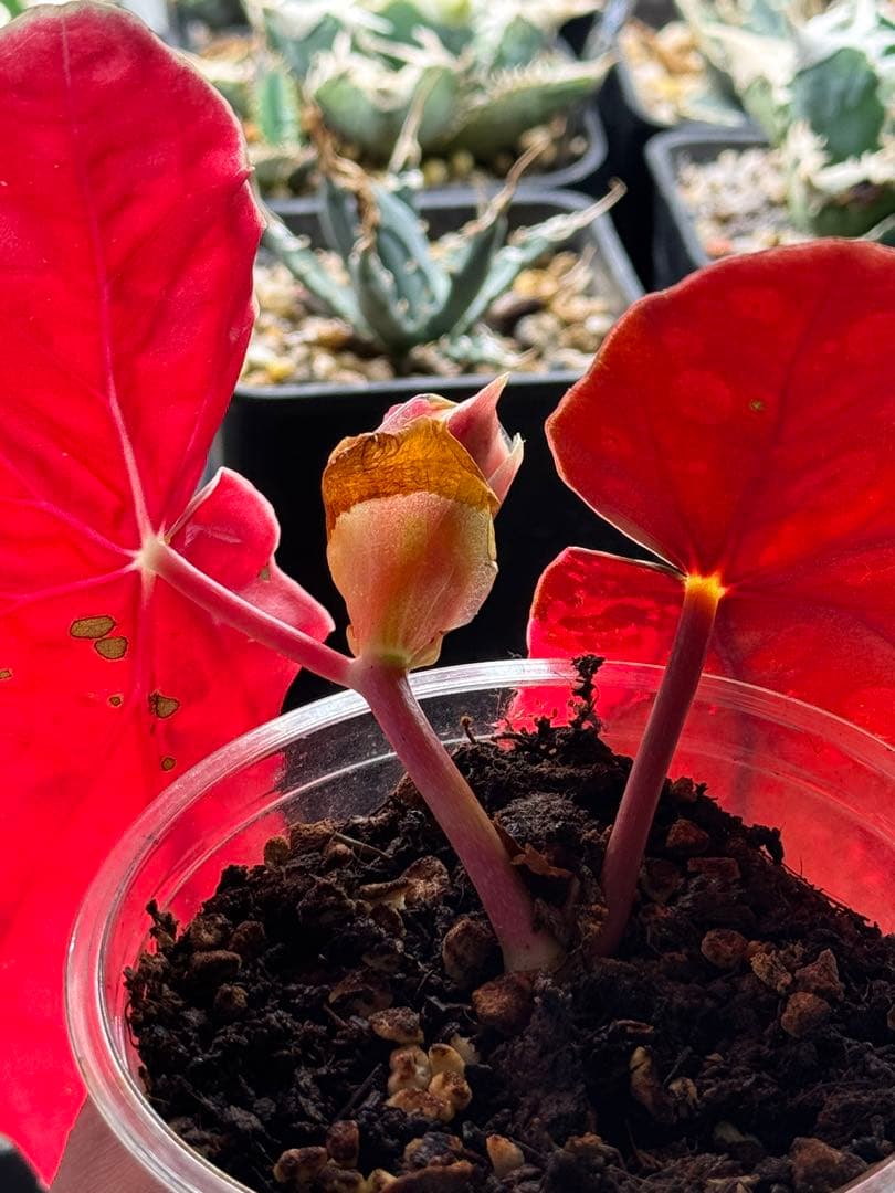 ベゴニア マクラータ 斑入り　発根済み