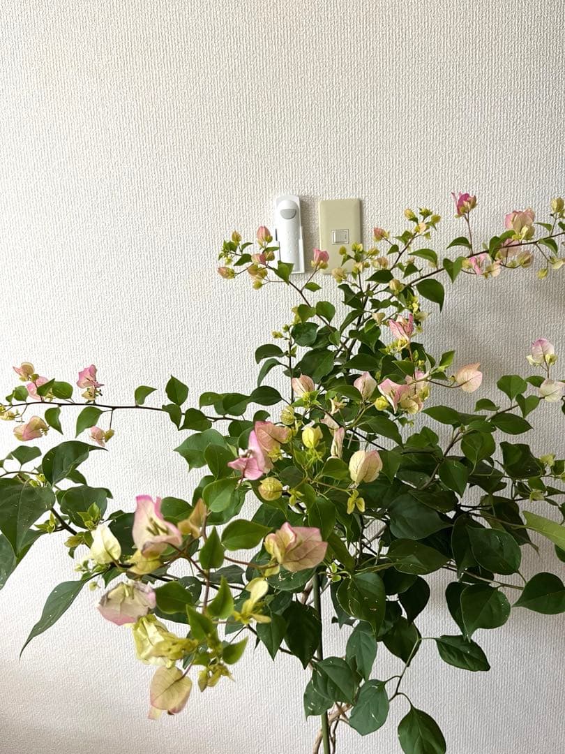 ブーゲンビリア　大株　海外種　三色変色　花蕾多数付き