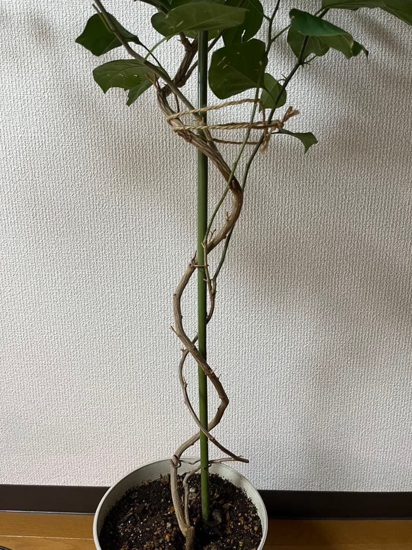 ブーゲンビリア　大株　海外種　三色変色　花蕾多数付き